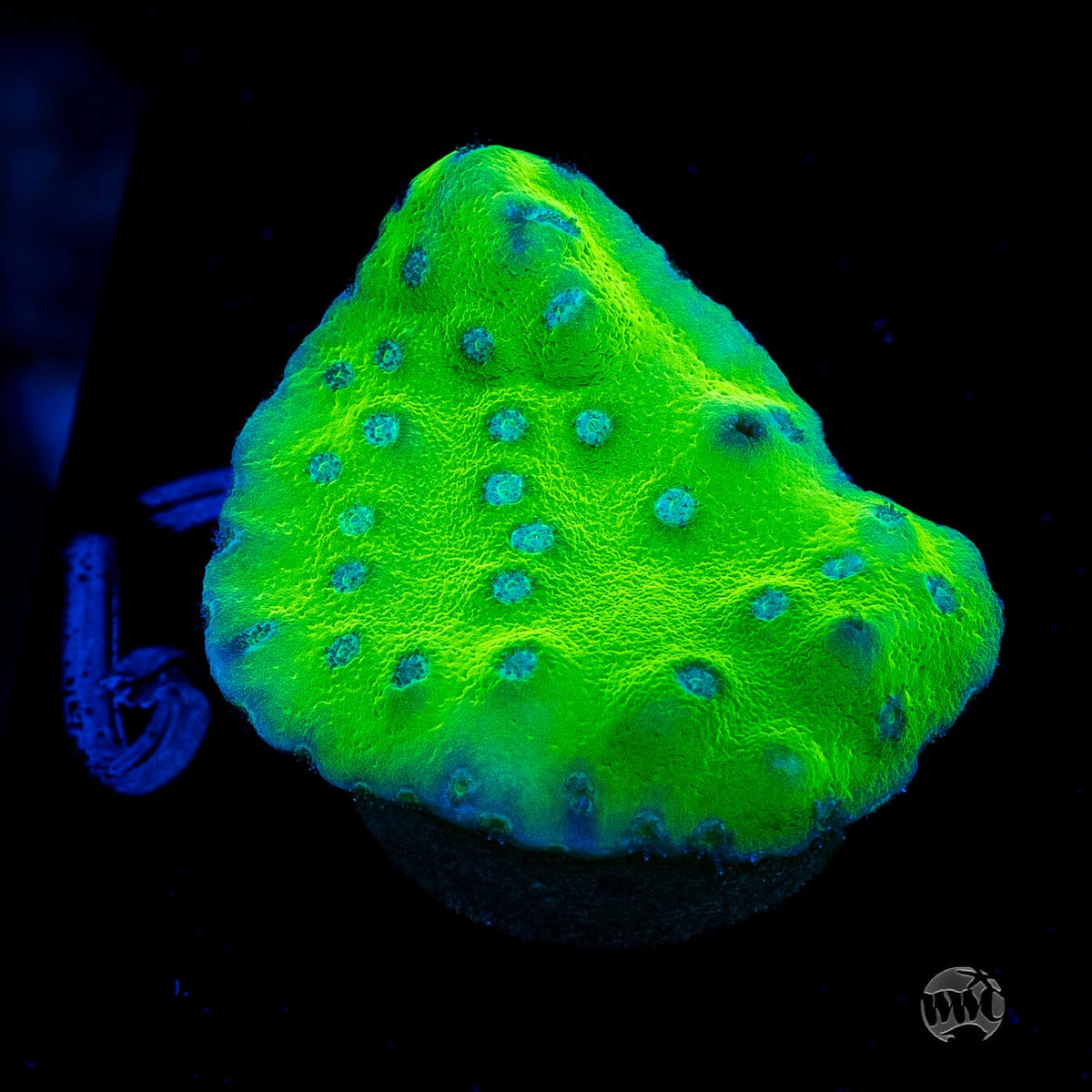 WWC Green Fire Turbinaria