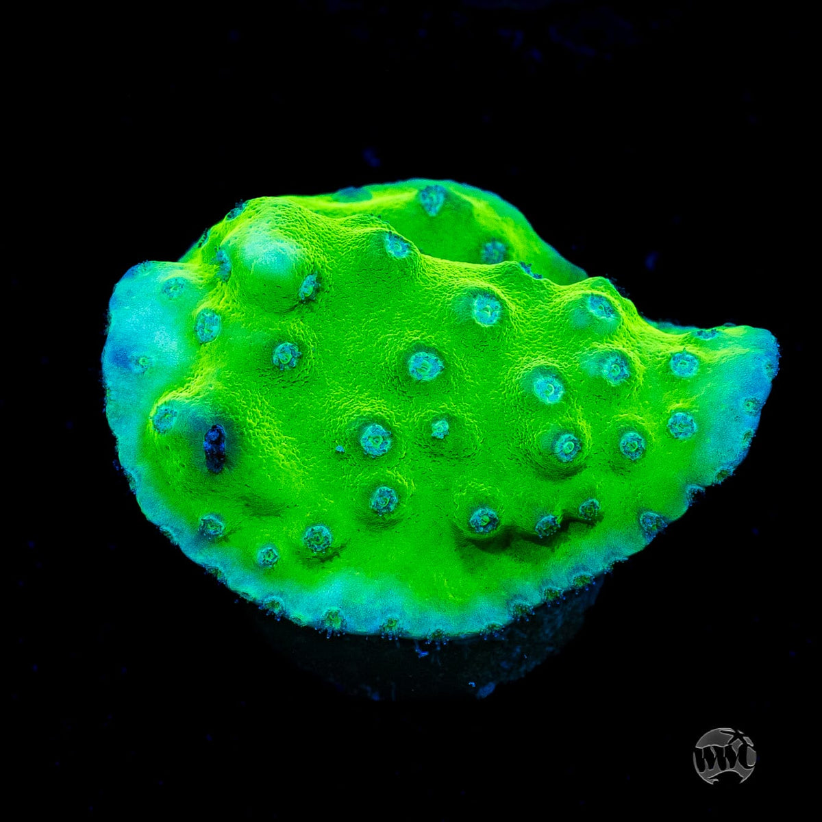 WWC Green Fire Turbinaria