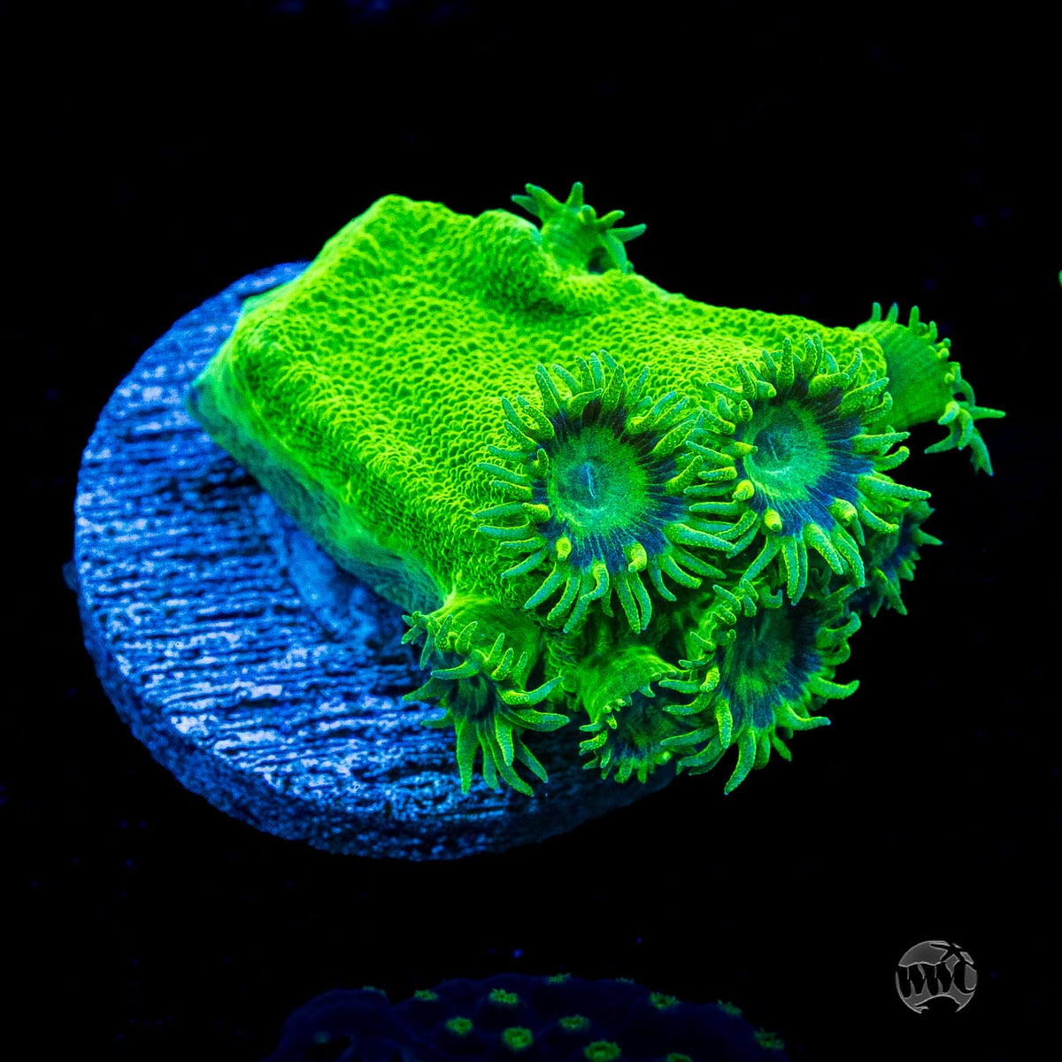 WWC Neon Peltata Turbinaria