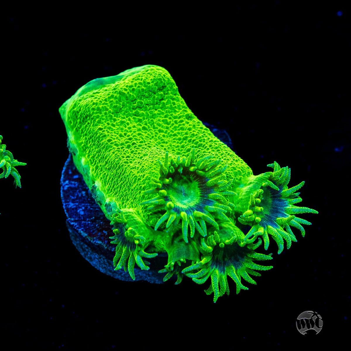 WWC Neon Peltata Turbinaria
