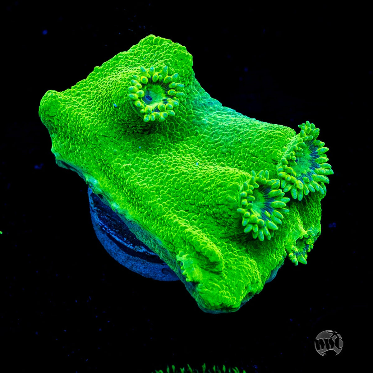 WWC Neon Peltata Turbinaria
