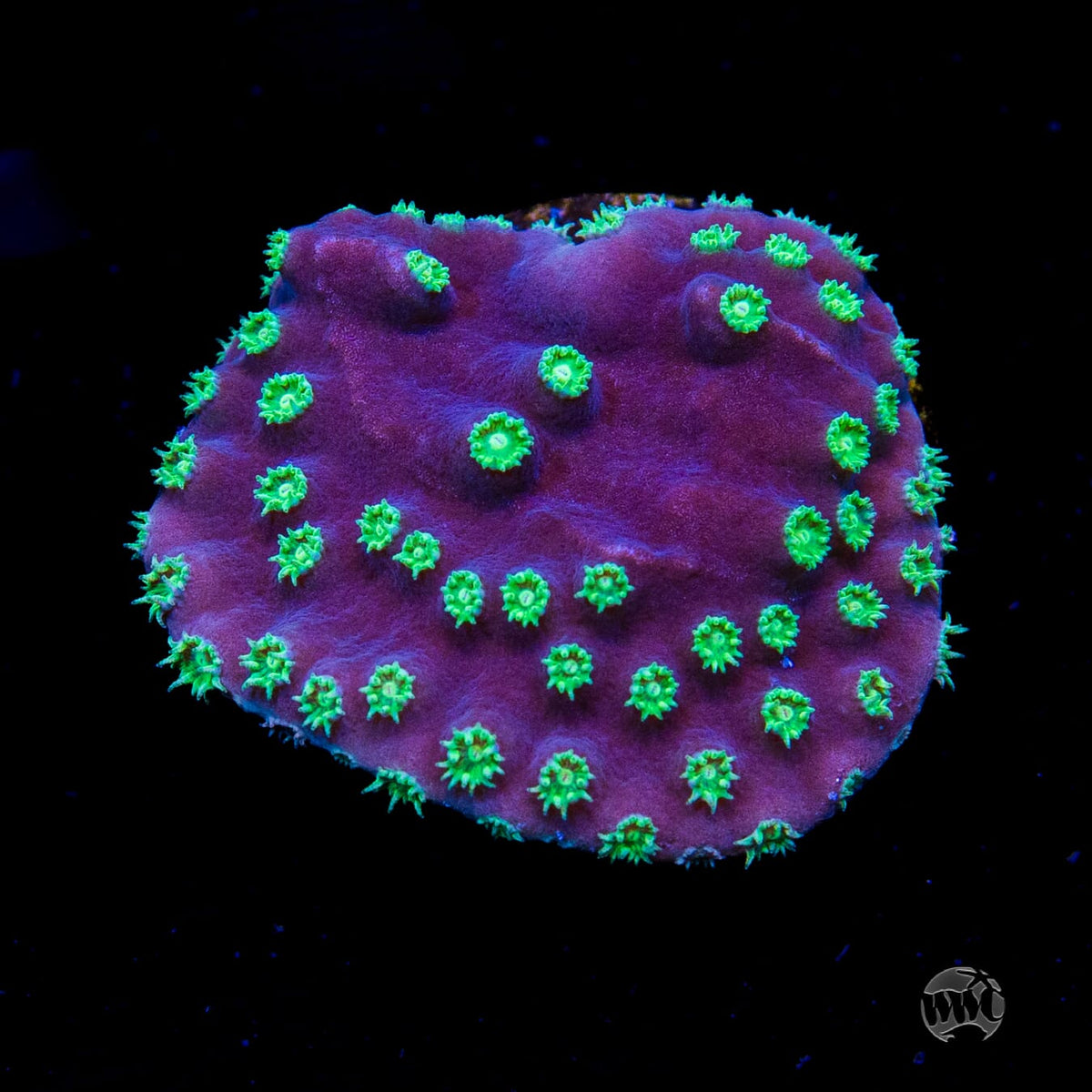 WWC Purple Scroll Turbinaria