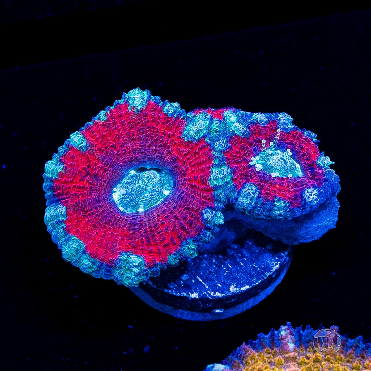 Teal Explosion Aussie Lord
