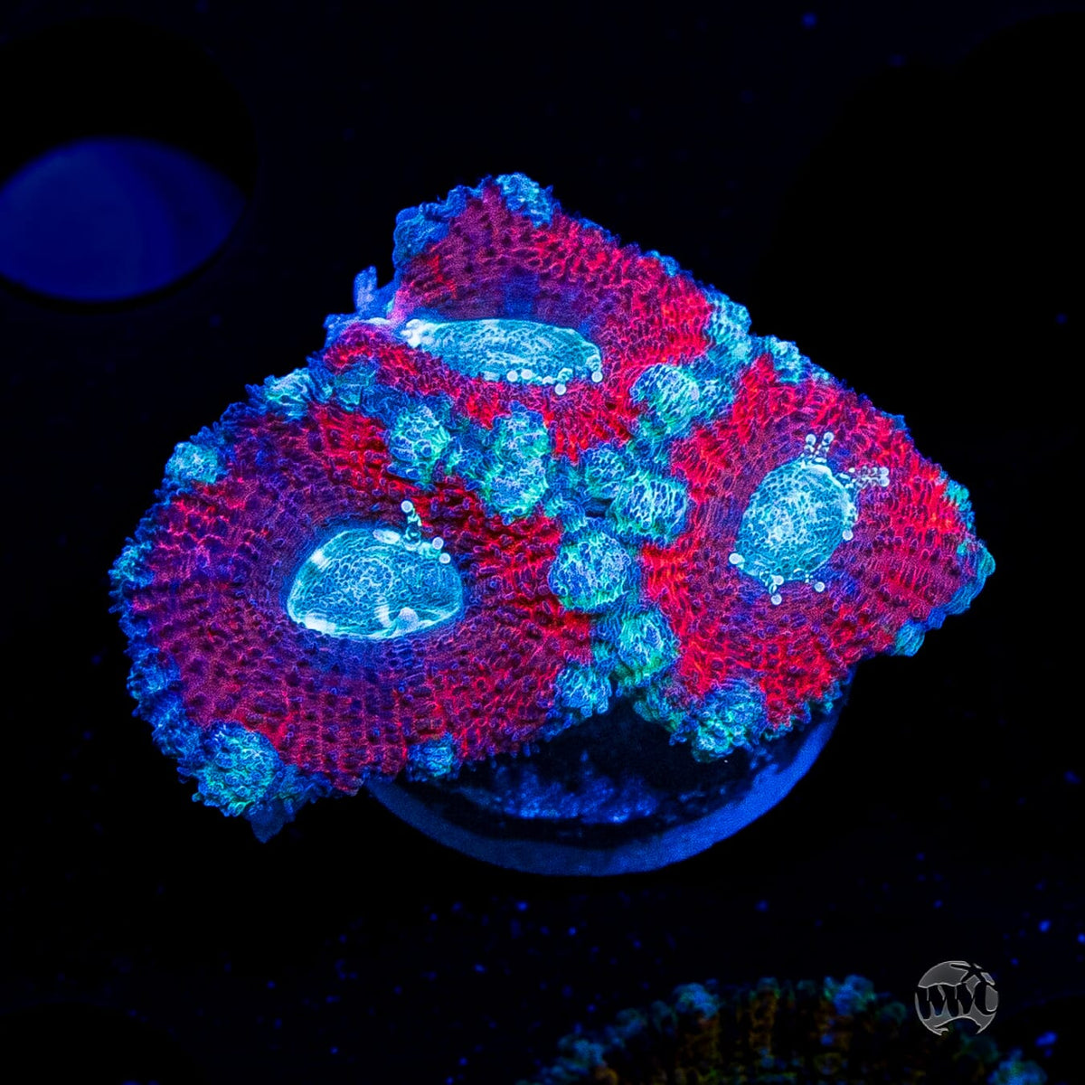 Teal Explosion Aussie Lord