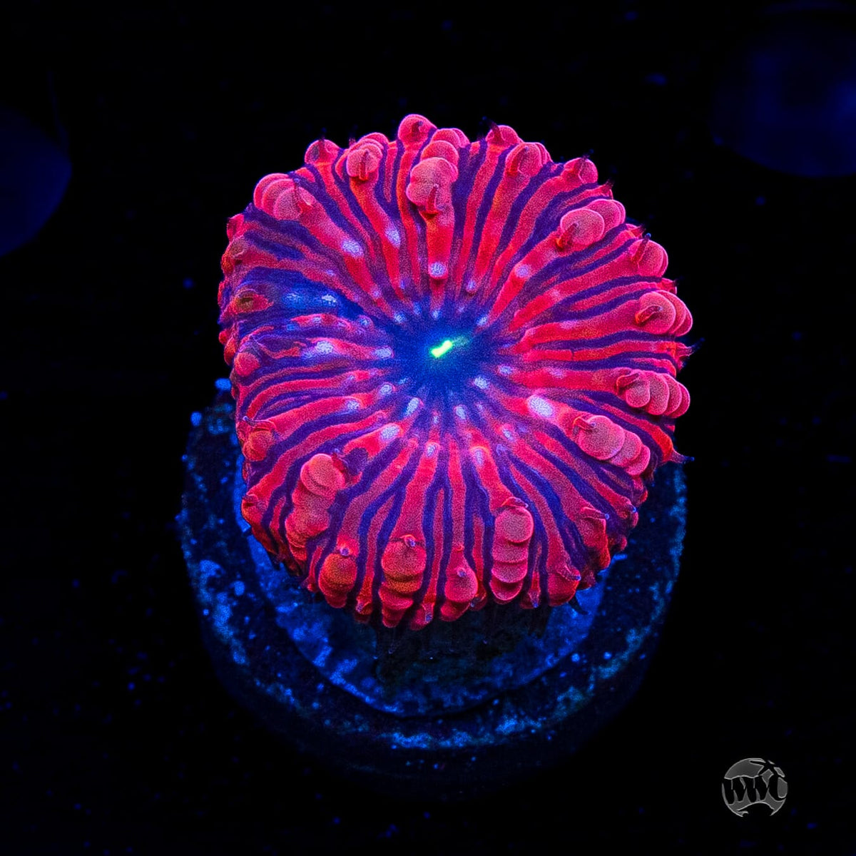 VDM Blastomussa