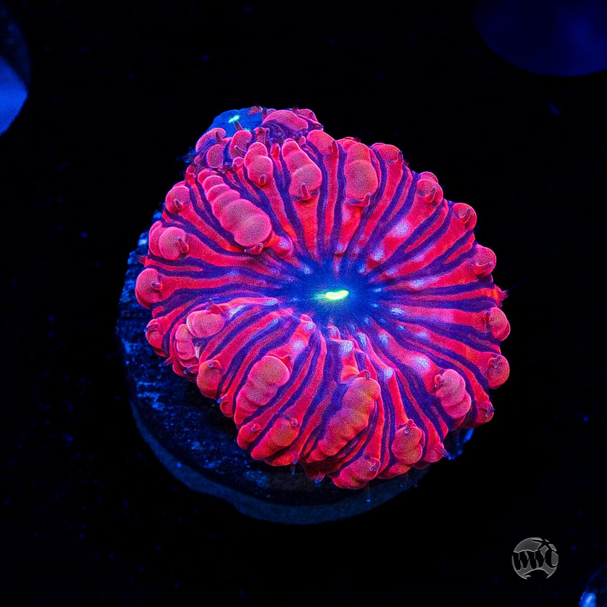 VDM Blastomussa