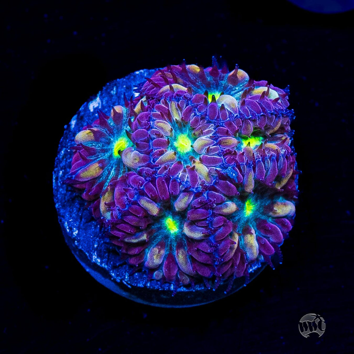 Twilight Merletti Blastomussa