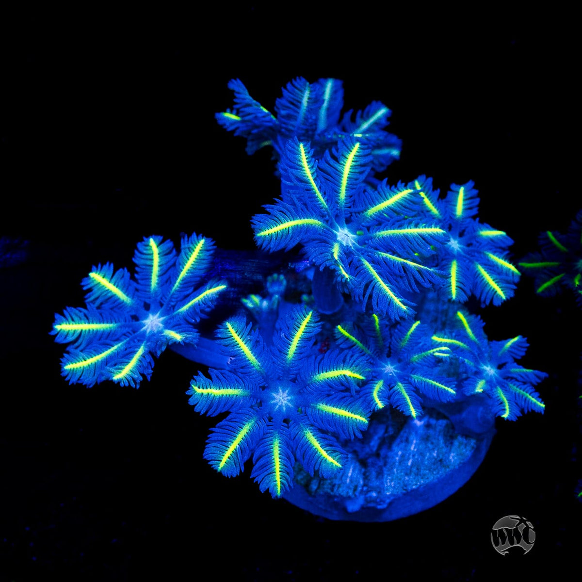 WWC Lemon Tipped Clove Polyps