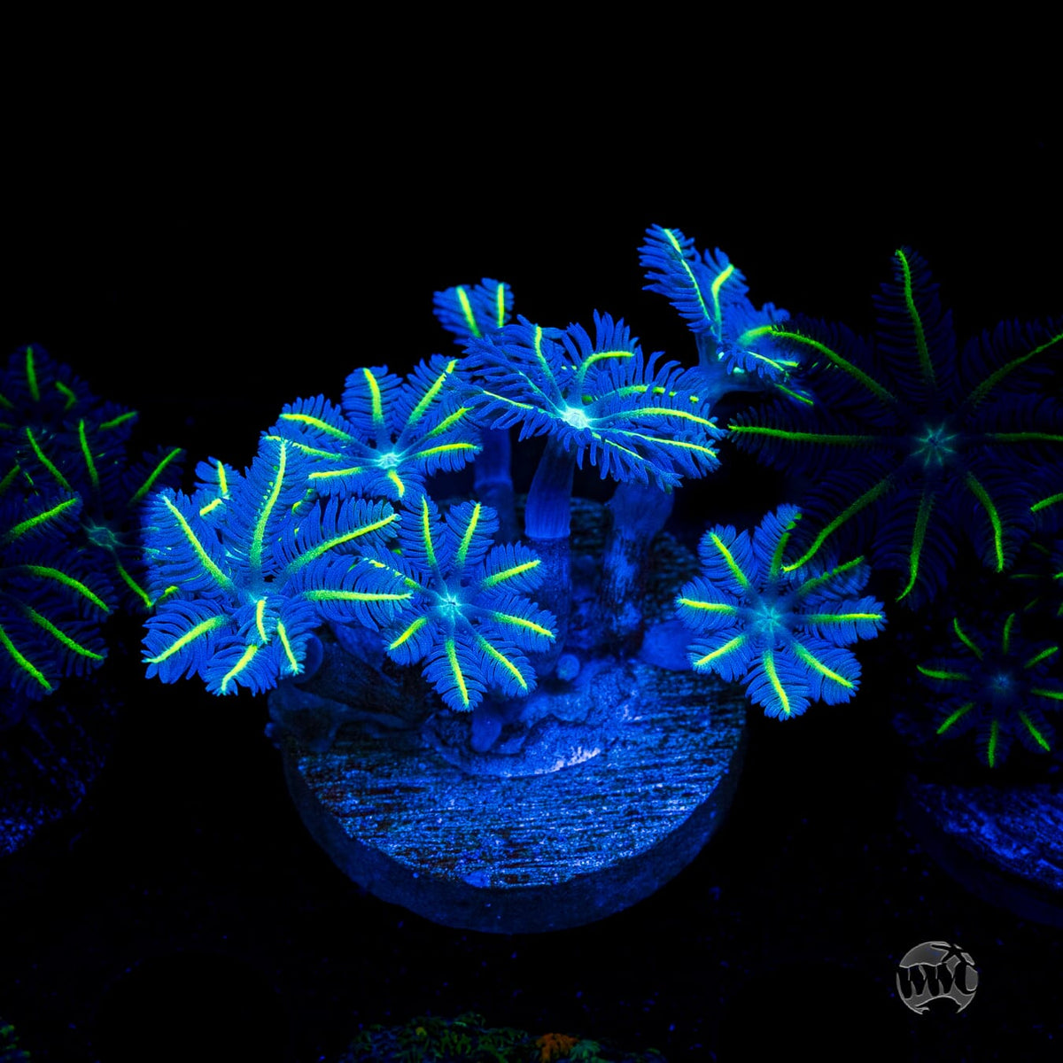 WWC Lemon Tipped Clove Polyps