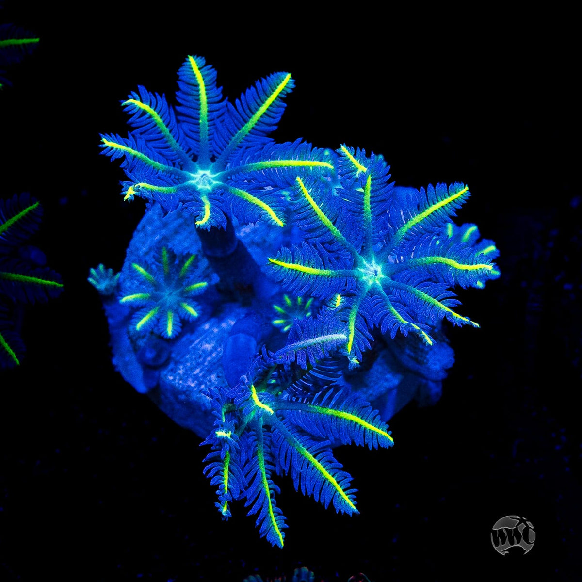 WWC Lemon Tipped Clove Polyps