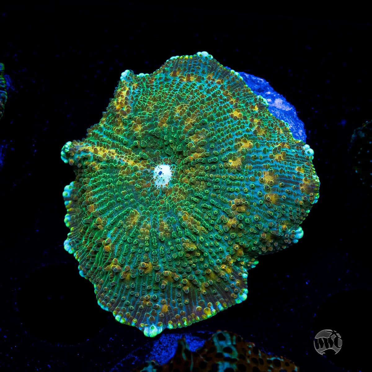 Limeade Disco Mushroom