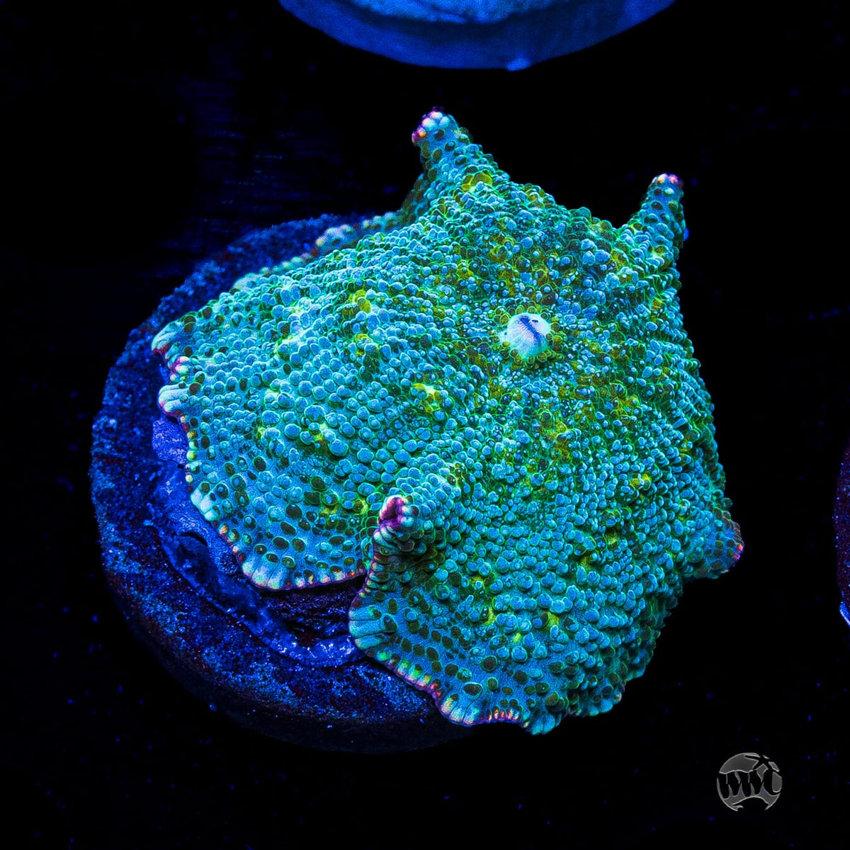 Lime Tree Disco Mushroom