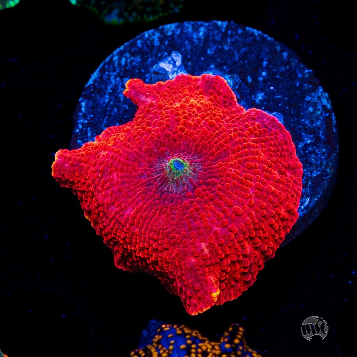 WWC Red Jaguar Disco Mushroom