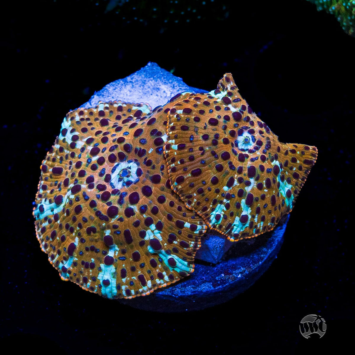 Tiger Eye Disco Mushroom