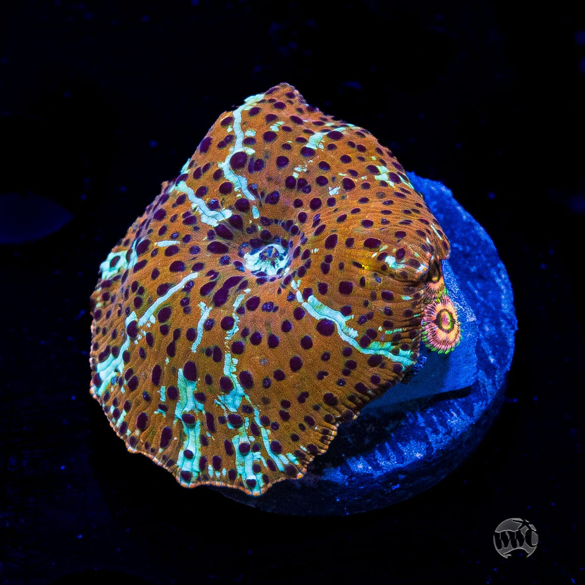 Tiger Eye Disco Mushroom