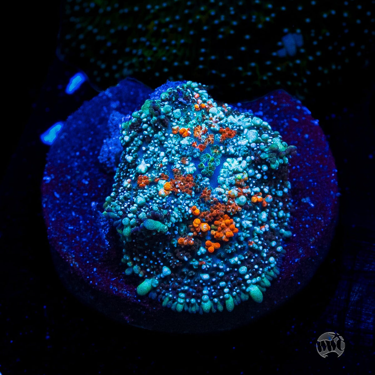 Frozen Fury Carpet Mushroom