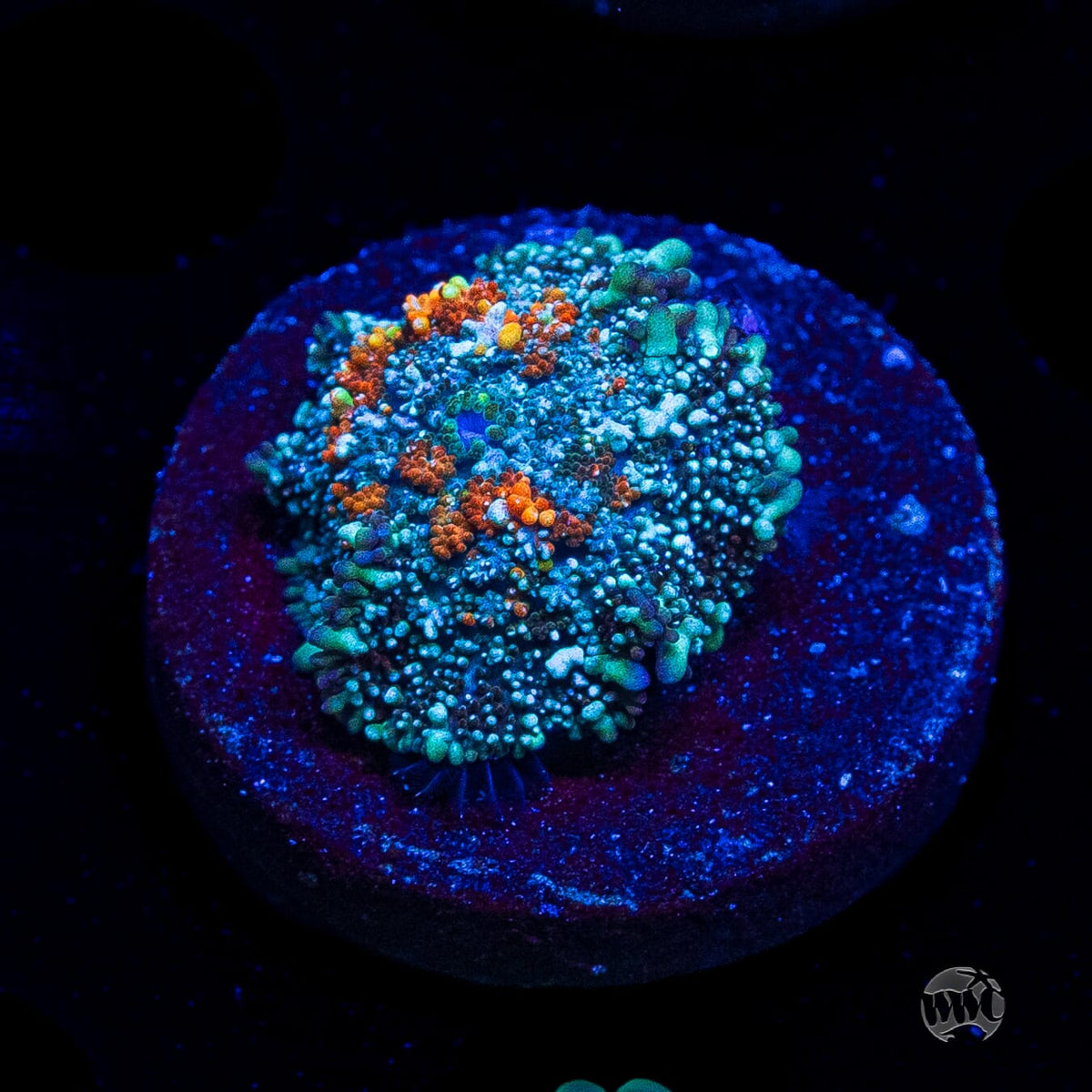 Frozen Fury Carpet Mushroom