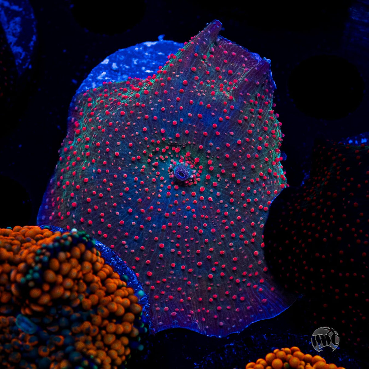 Frog Juice Disco Mushroom