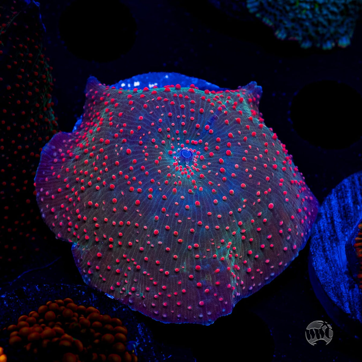 Frog Juice Disco Mushroom