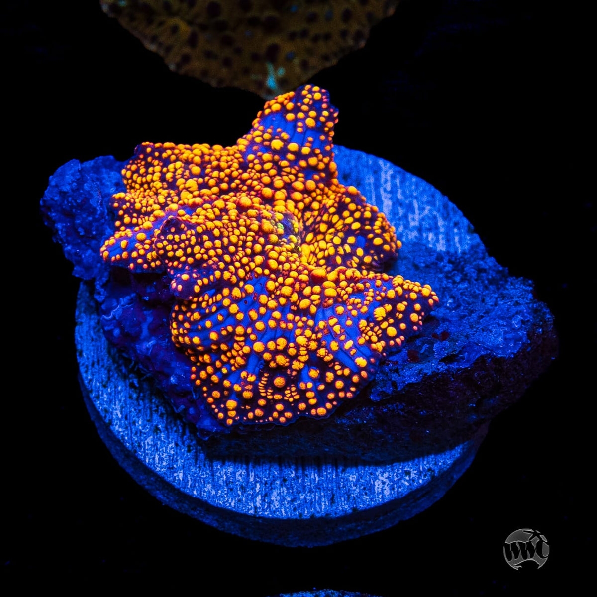 Orange Interstellar Disco Mushroom
