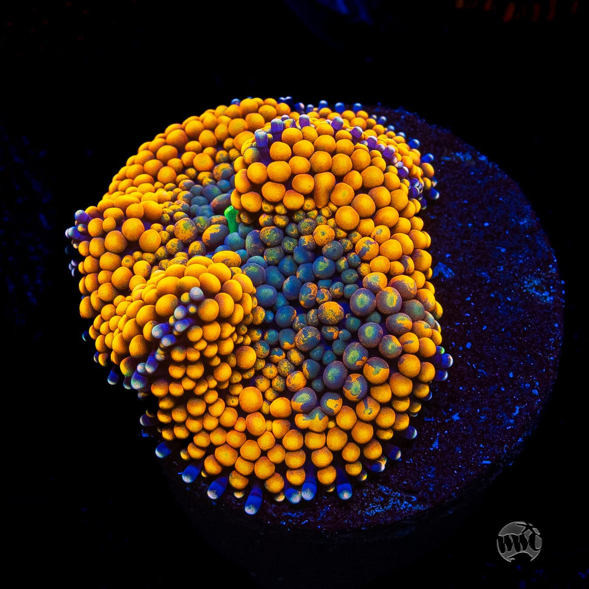 Serendipity Ricordea Mushroom