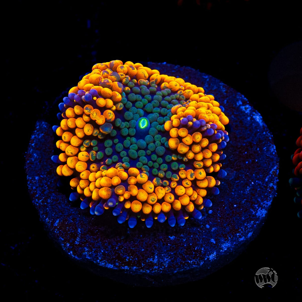 Serendipity Ricordea Mushroom