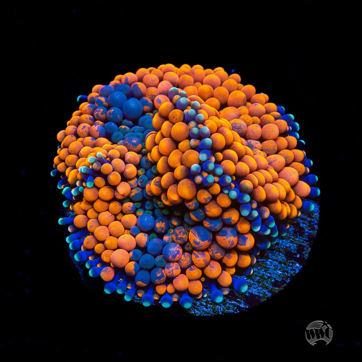 Blueberries and Oranges Ricordea Mushroom