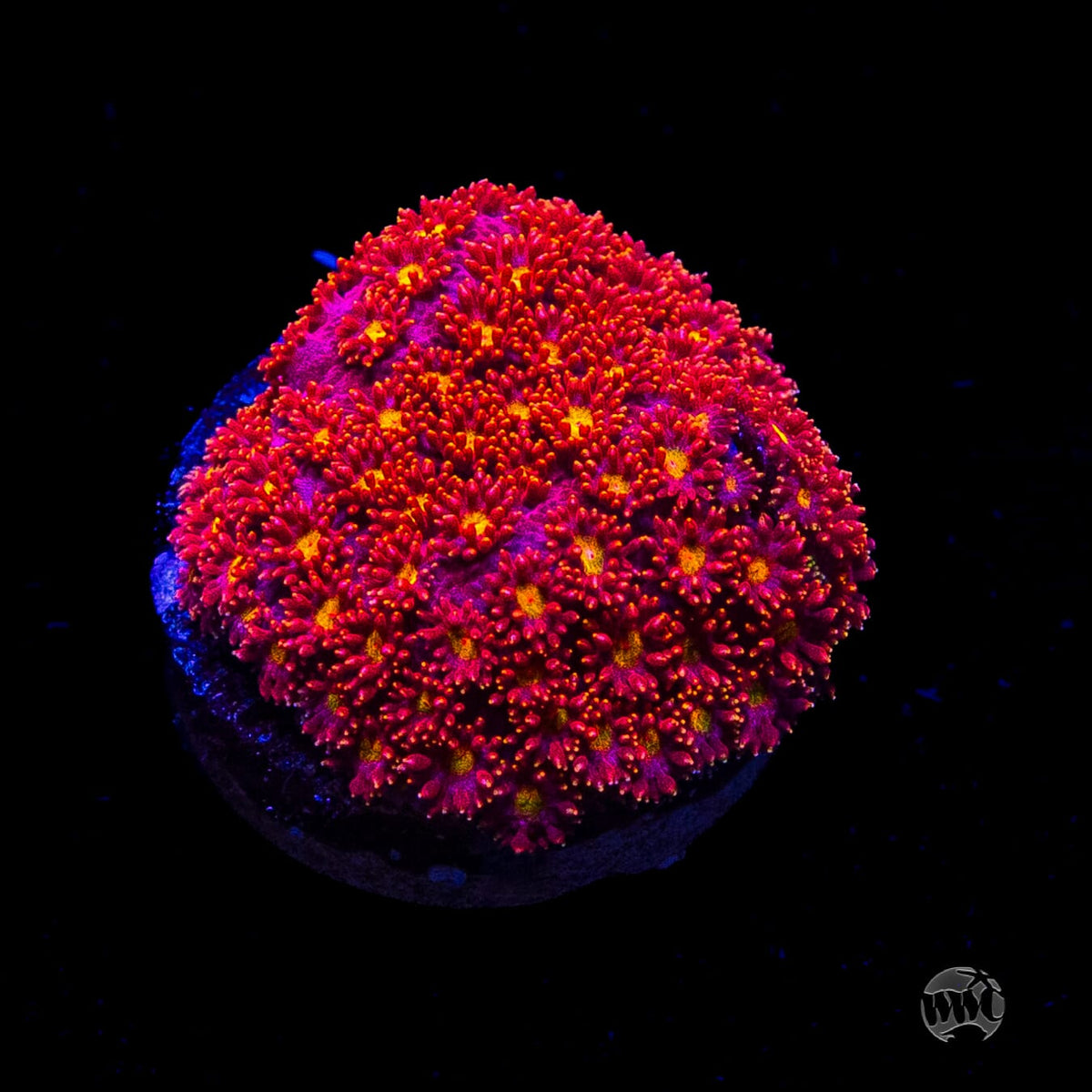 WWC Fruit Loopz Micro Goniopora