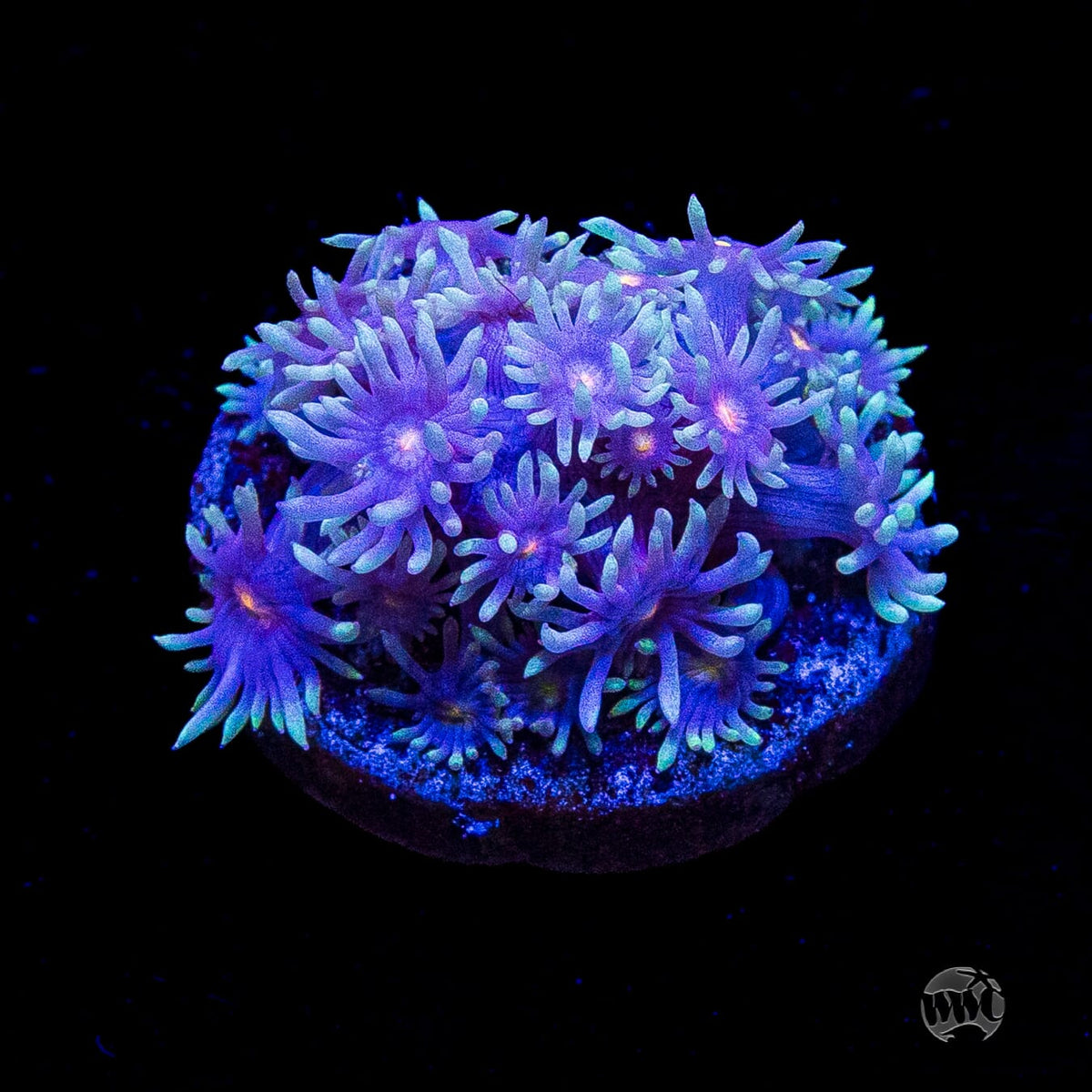 Purple Parrot Goniopora