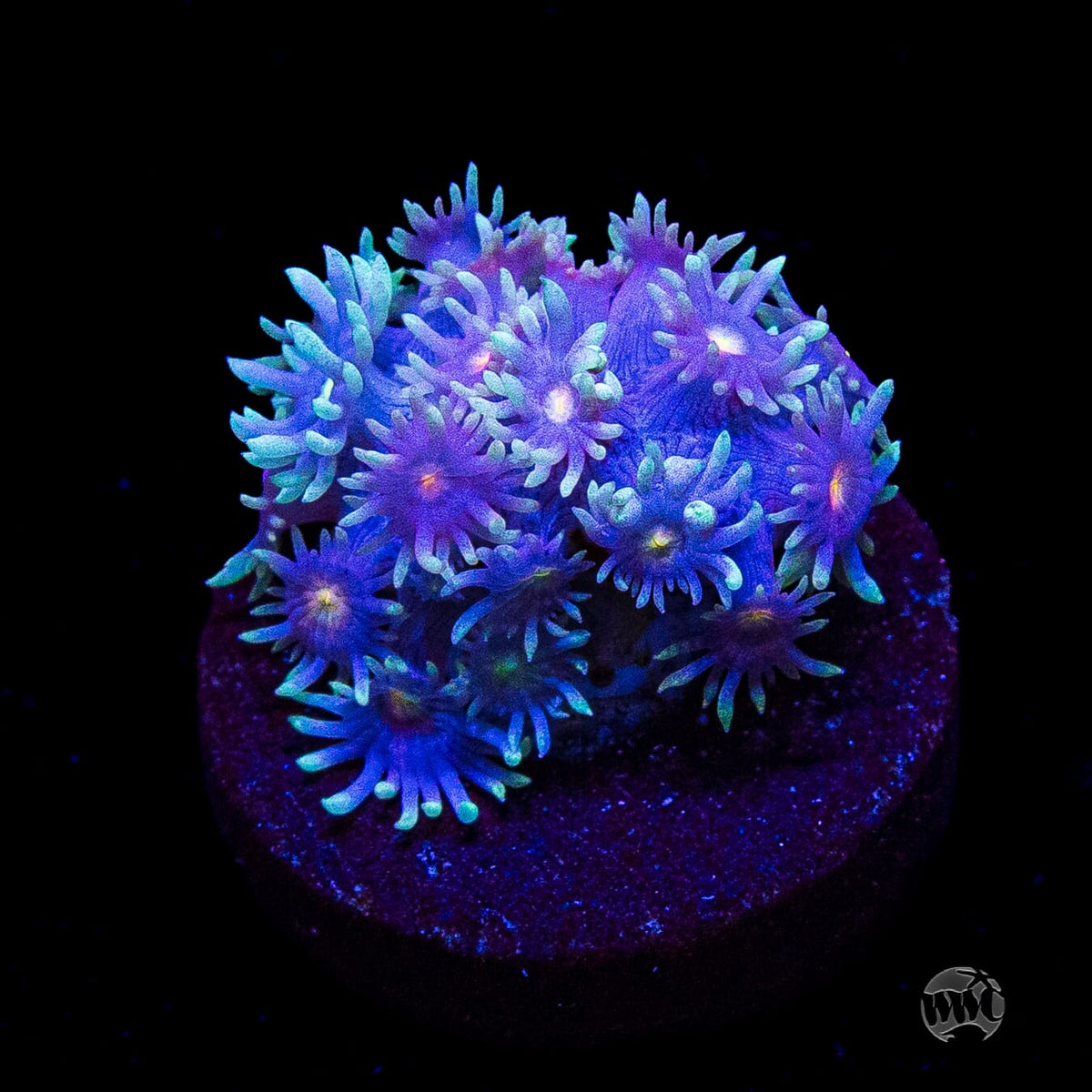 Purple Parrot Goniopora