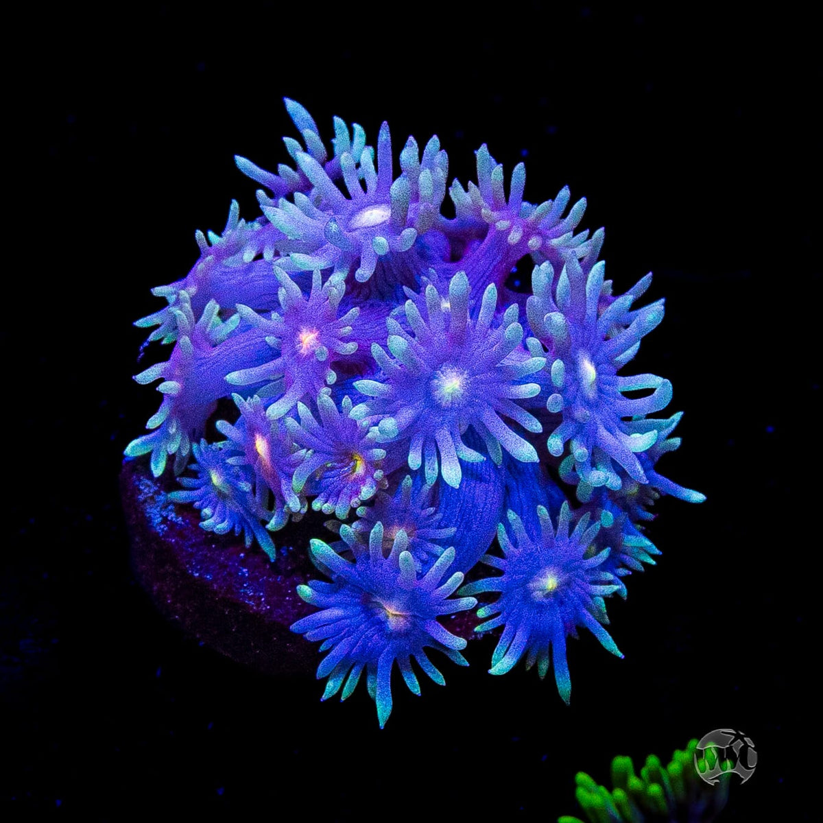 Purple Parrot Goniopora