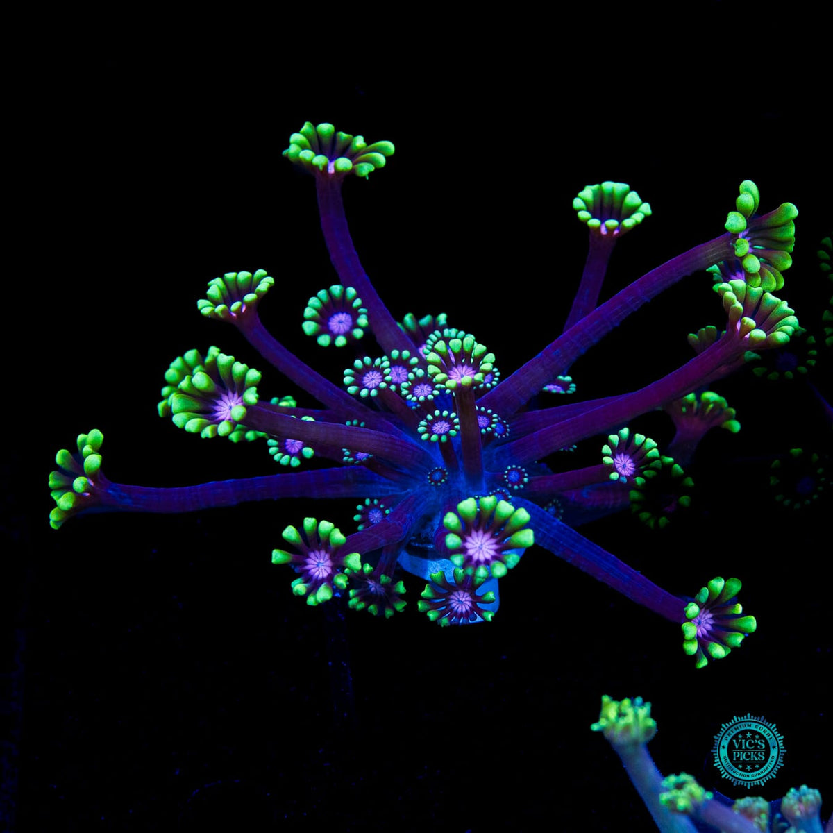 WWC Macho Man Alveopora