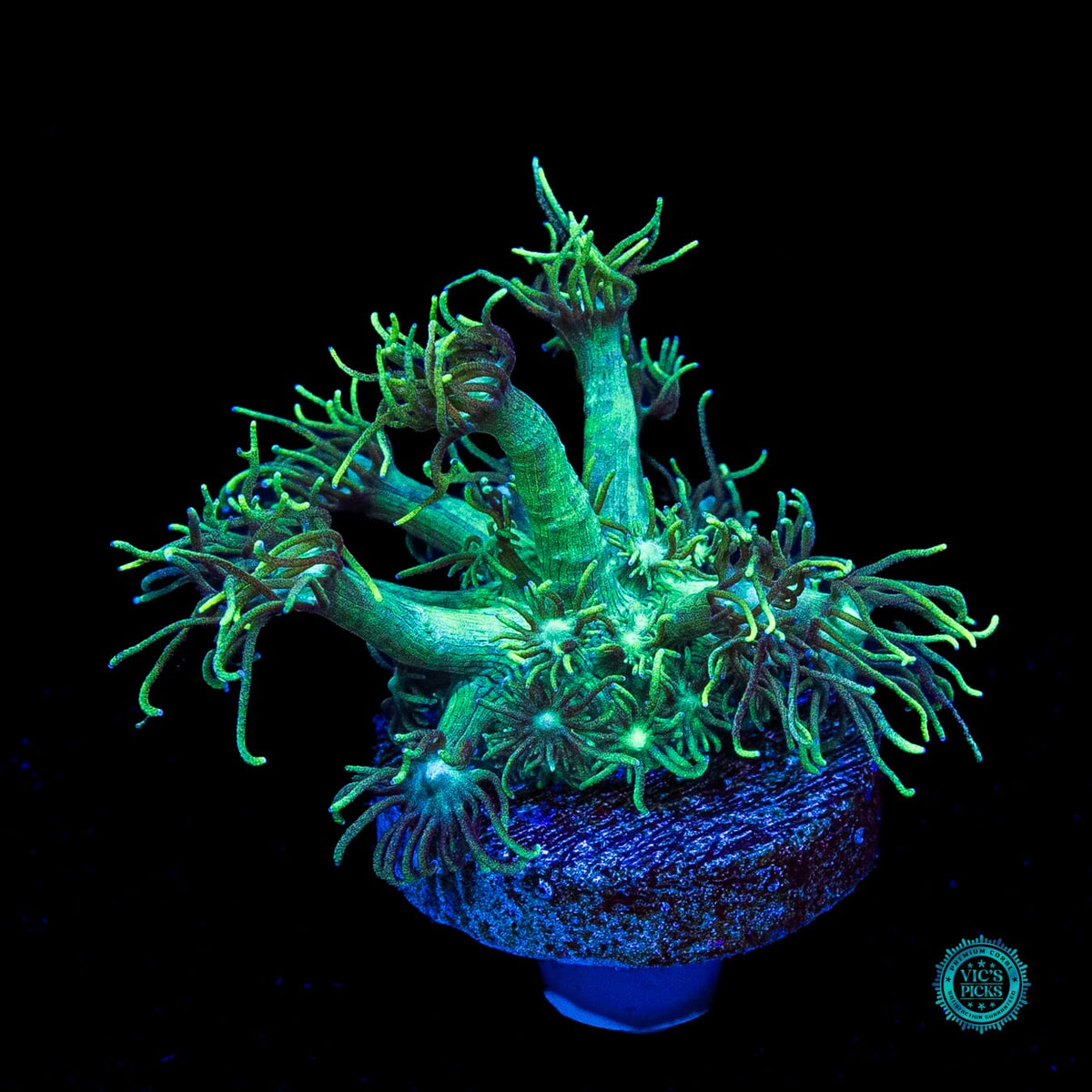Minty Fresh Goniopora