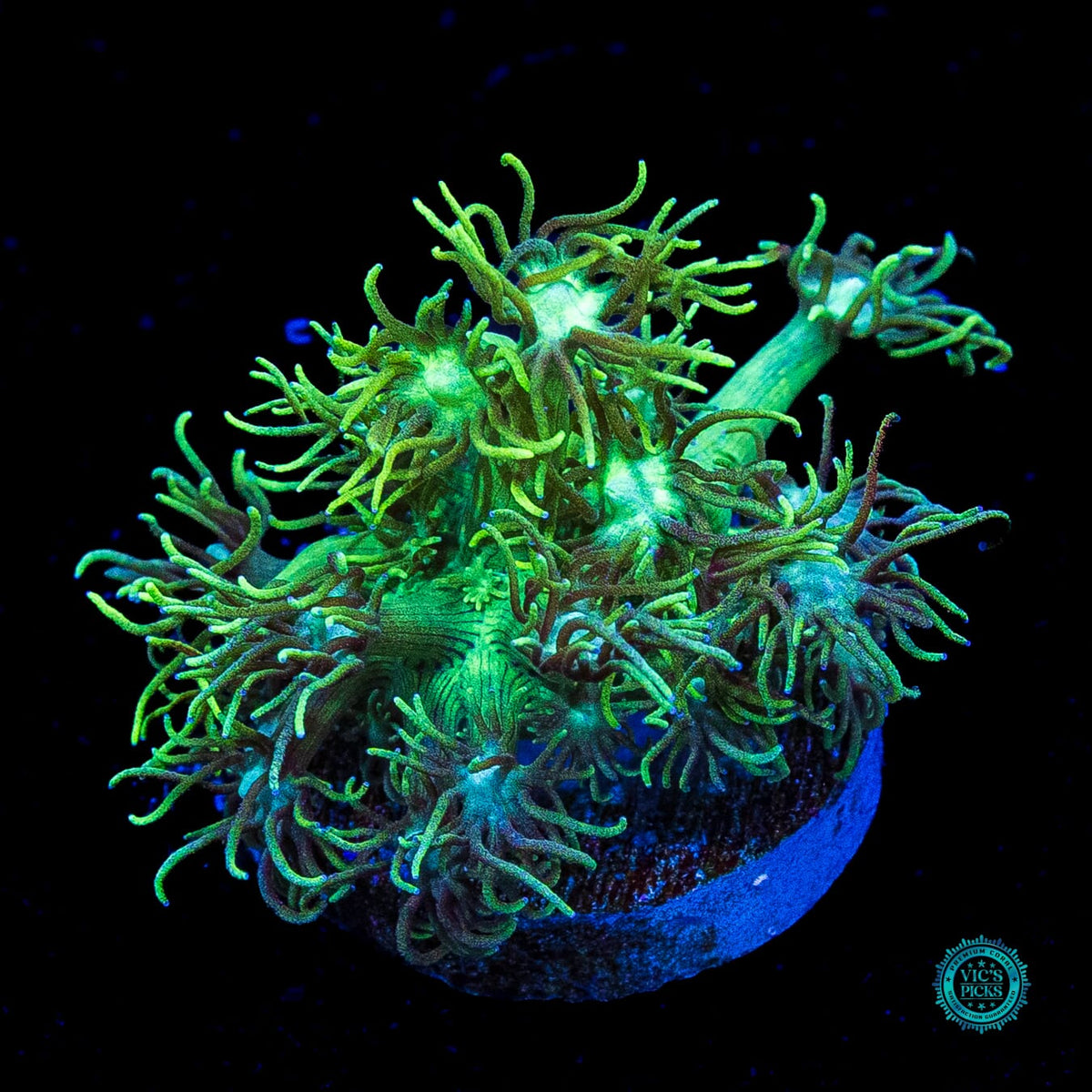 Minty Fresh Goniopora