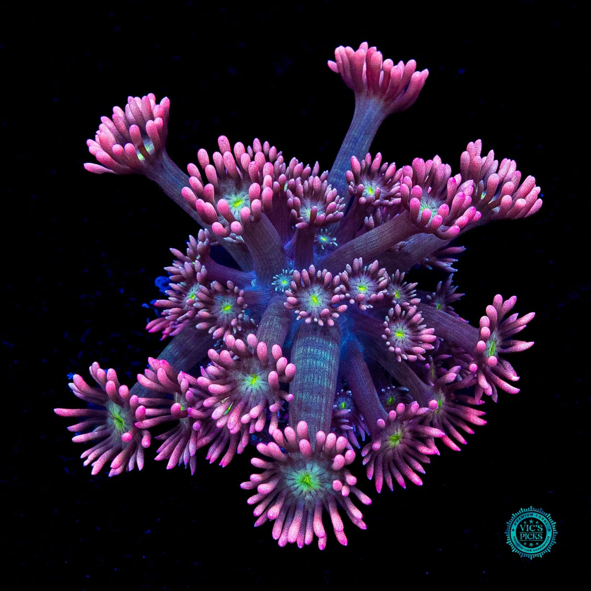 WWC Bay Watch Goniopora