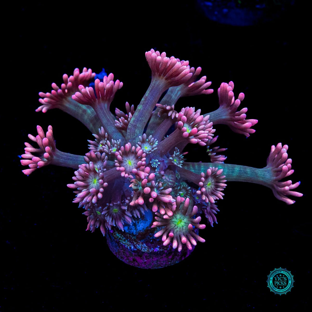WWC Bay Watch Goniopora