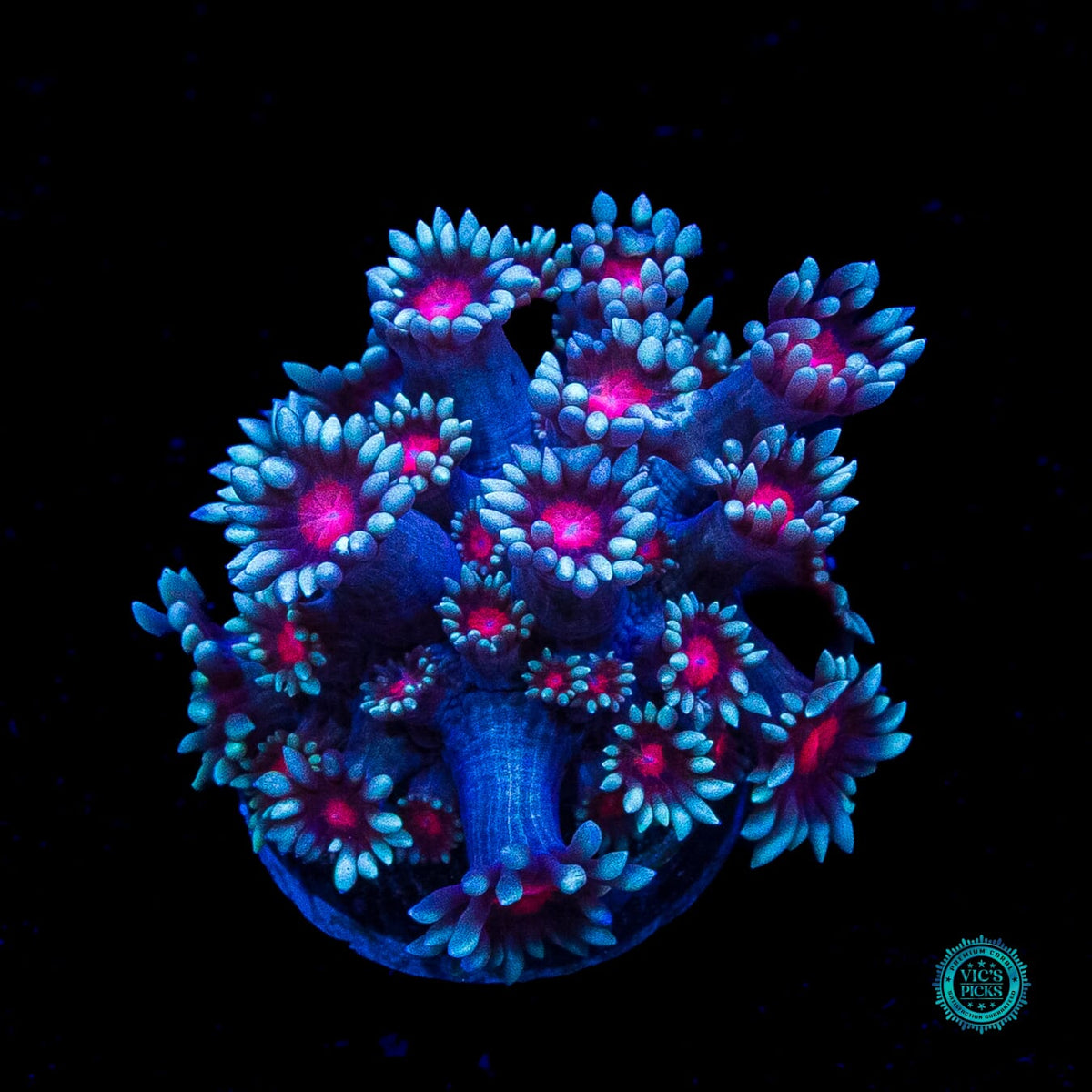 Bloodshot Goniopora
