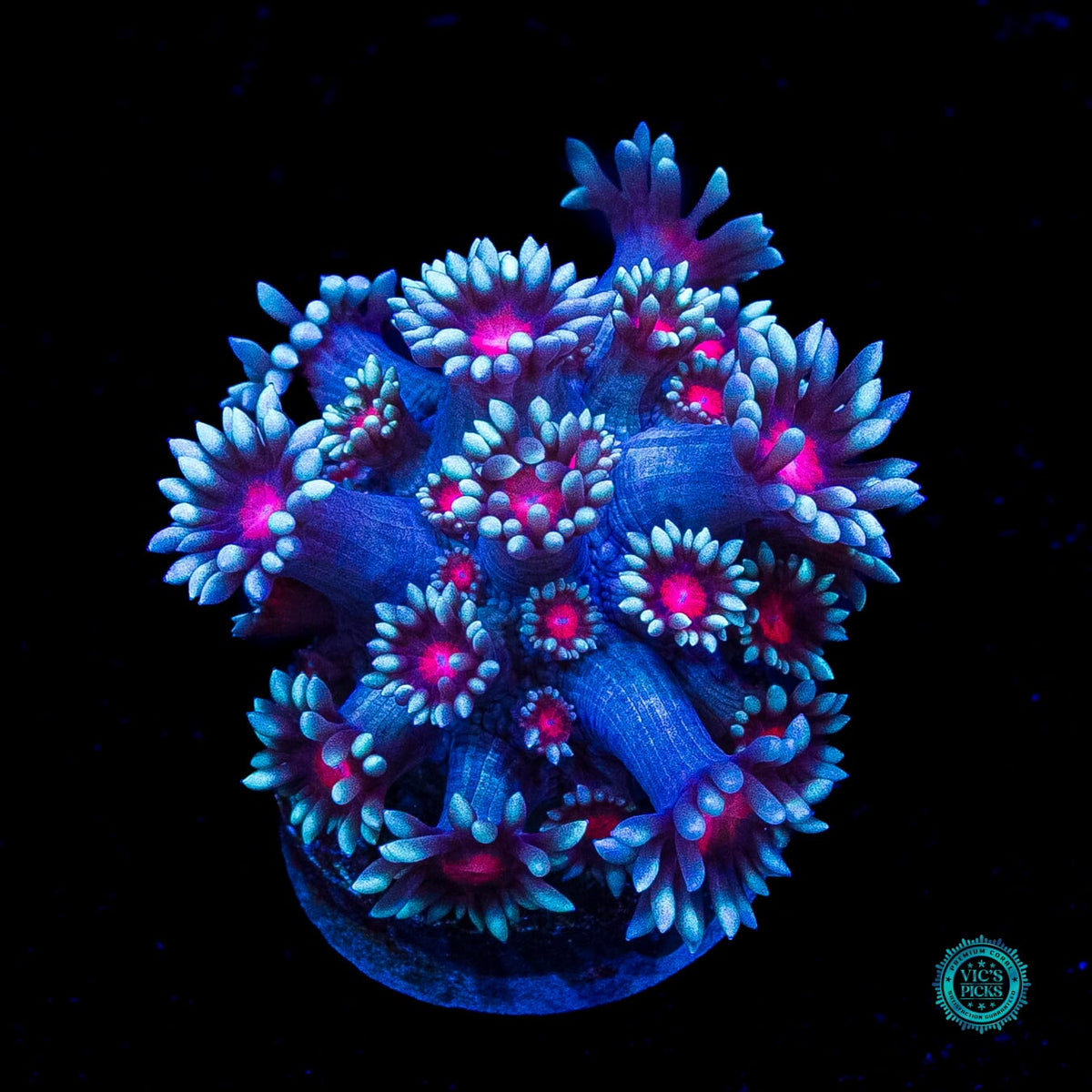 Bloodshot Goniopora