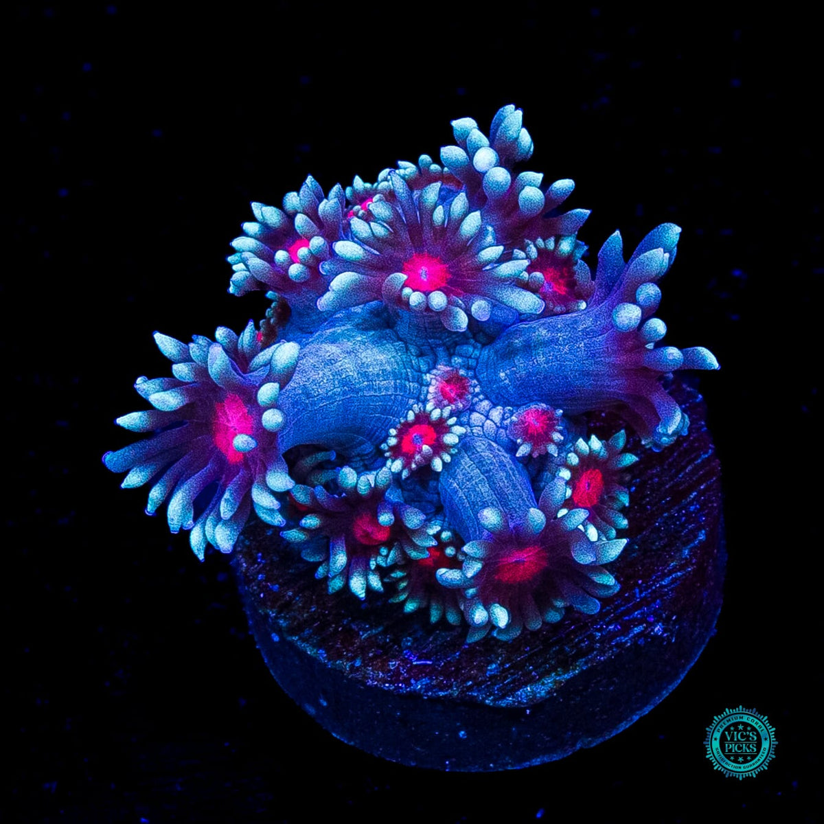 Bloodshot Goniopora