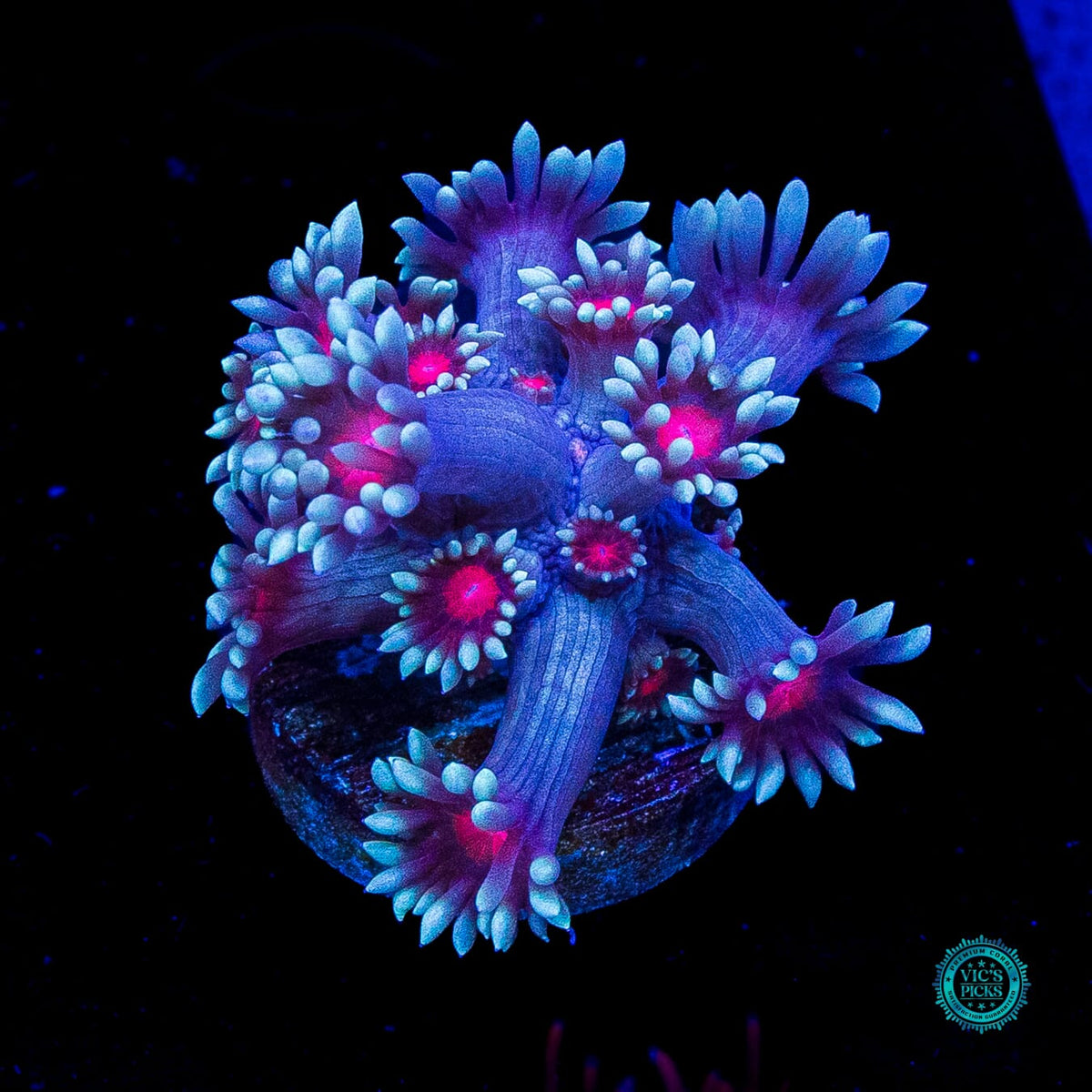 Bloodshot Goniopora