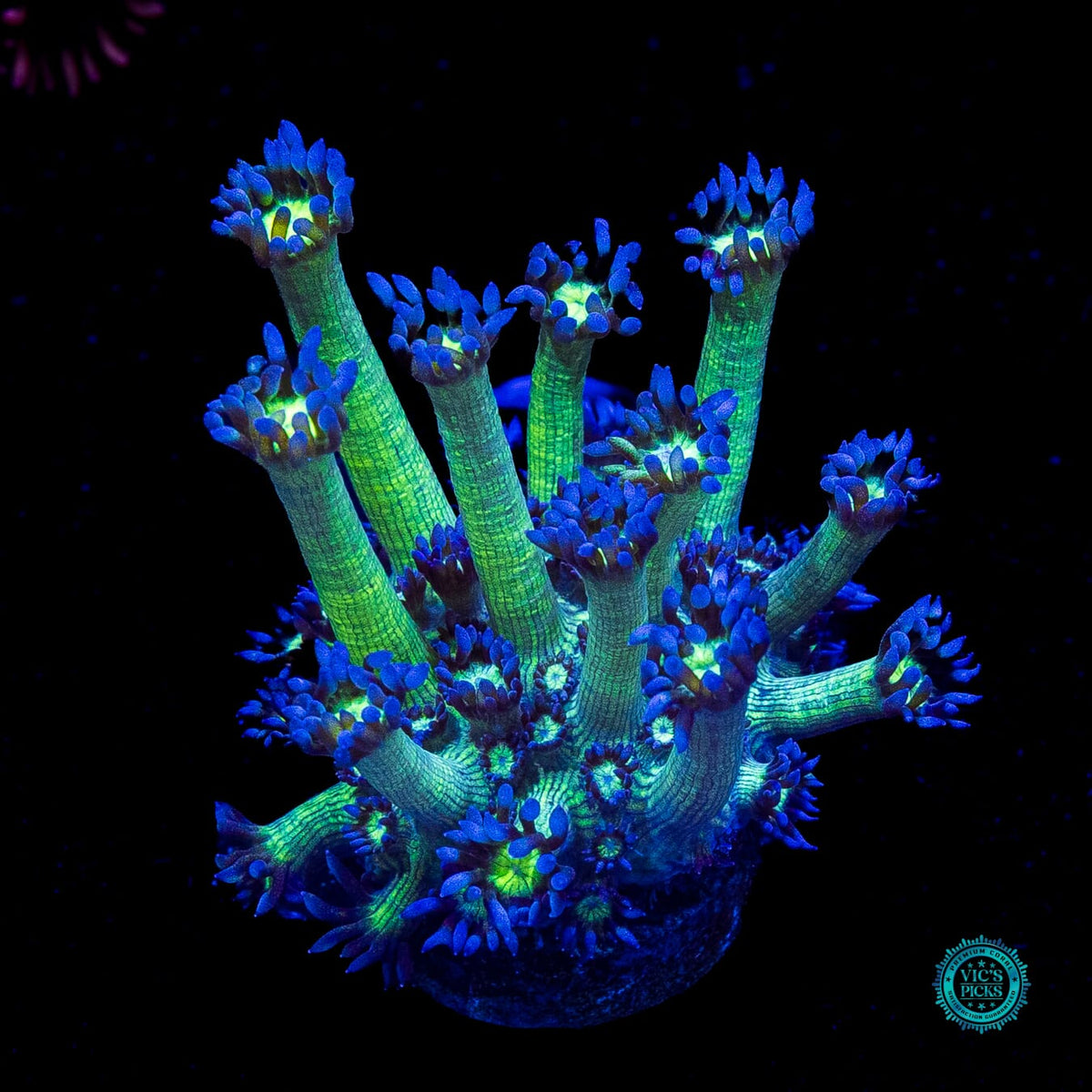 Shadow Goniopora
