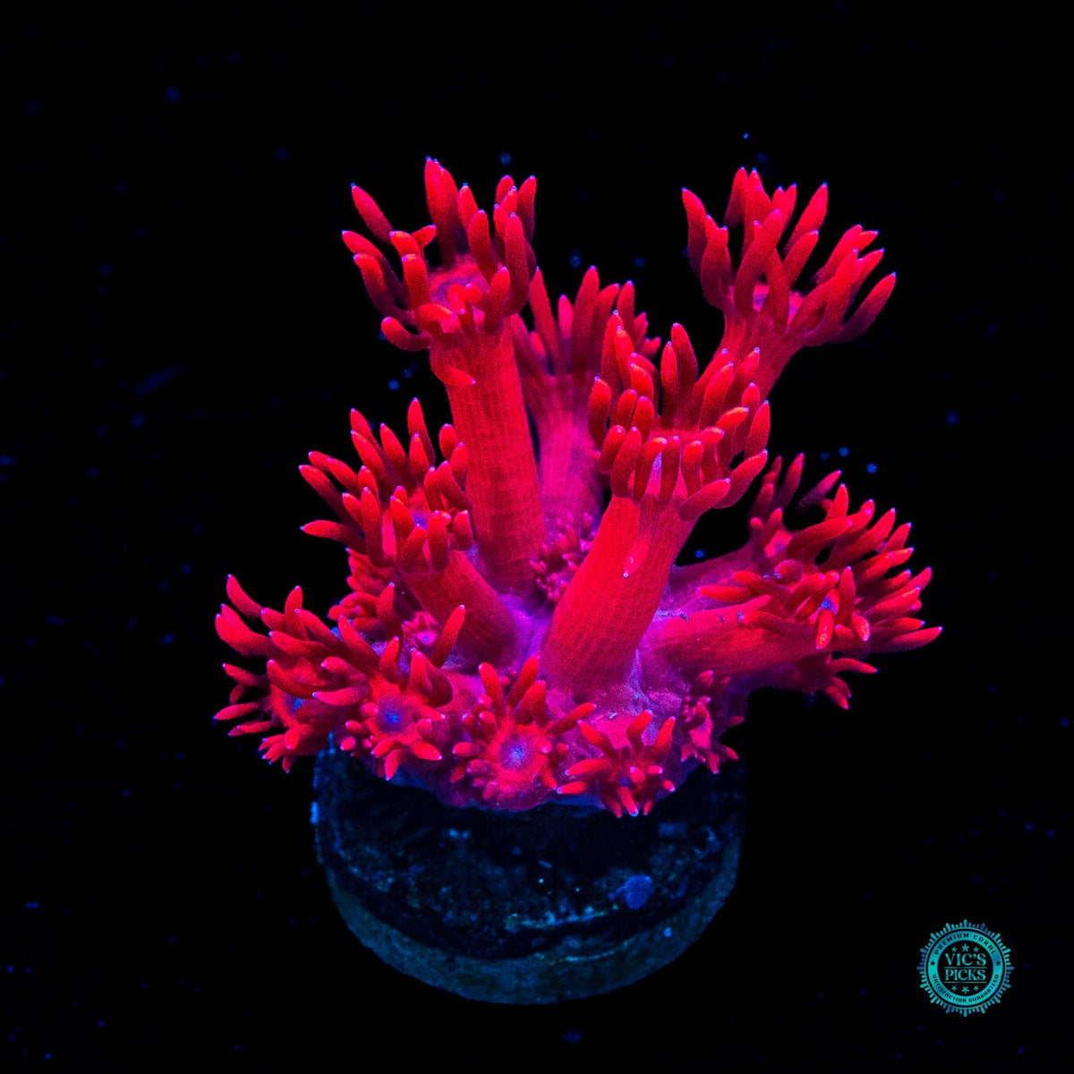 Cherry Red Goniopora
