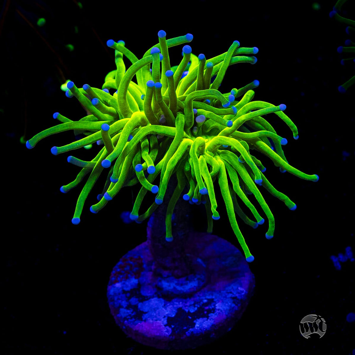 Blue Tipped Cotton Candy Torch
