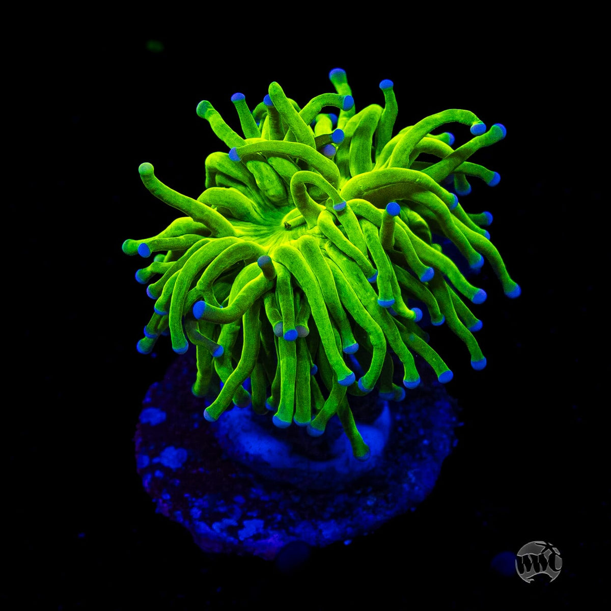 Blue Tipped Cotton Candy Torch