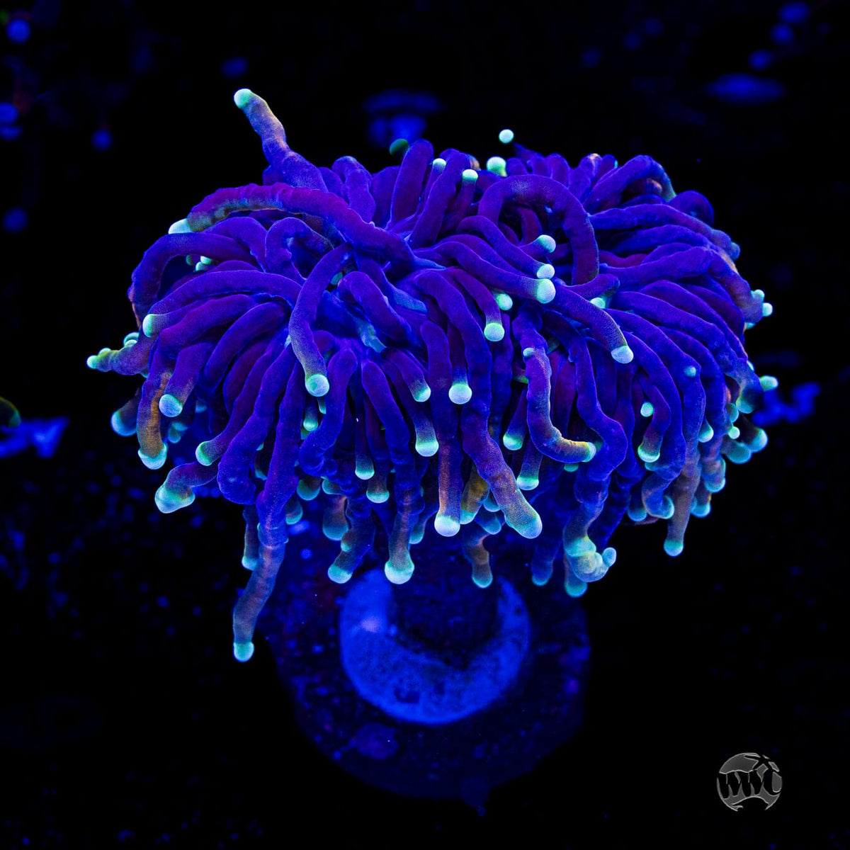 Storm Cloud Torch