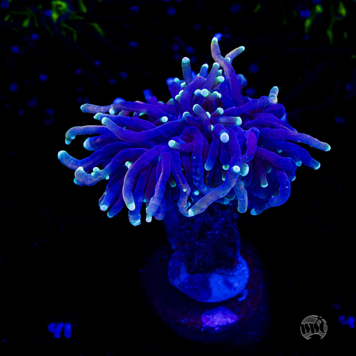 Storm Cloud Torch