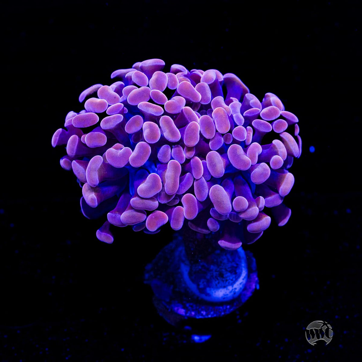 Blood Moon Branching Hammer