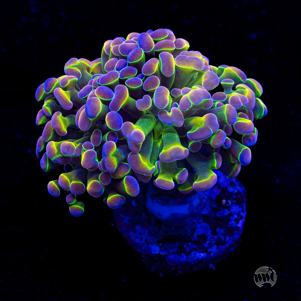 Holy Grail Branching Hammer