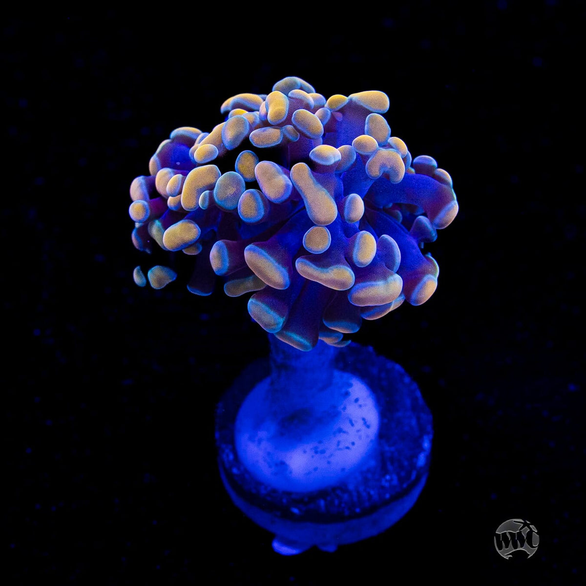 Gold Branching Hammer