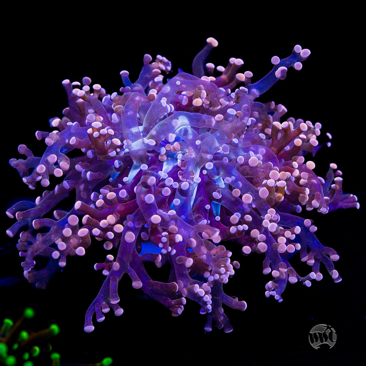 Peach Tipped Branching Frogspawn